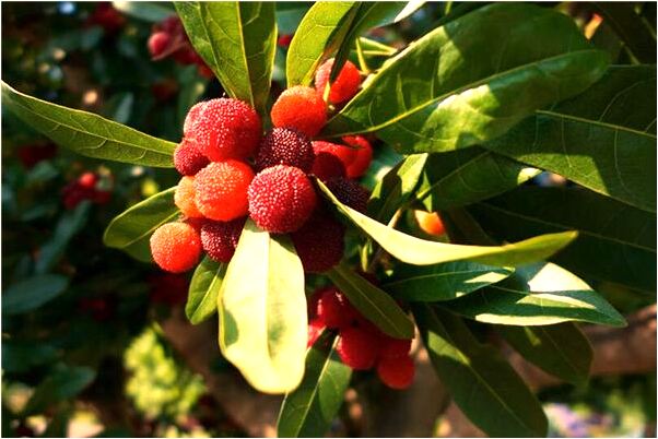 夢到了懷孕撿雞蛋代表什麼_周公解夢官網