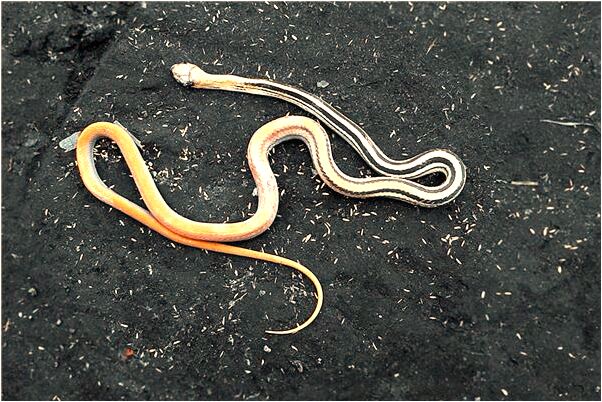 夢見雞蛋有仔是什麼意思_周公解夢官網