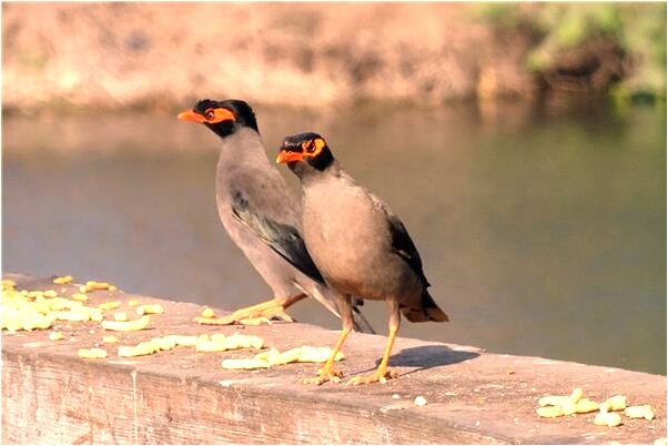 夢見我和別人插秧苗會是什麼預兆_周公解夢官網