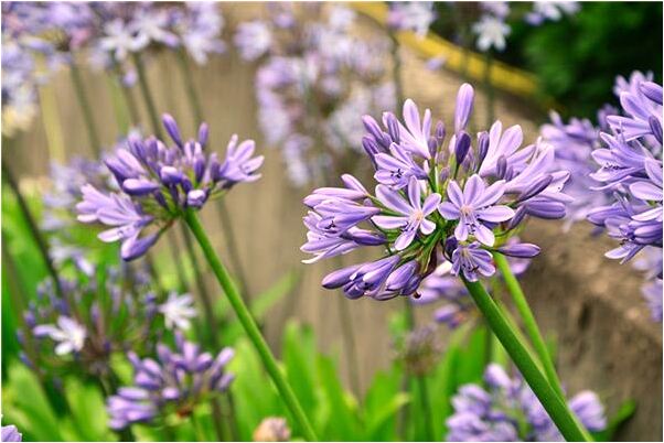 夢到了抓到五顏六色的魚代表著什麼？_周公解夢官網