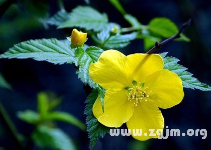 屬於十二星座的春天的花_十二星座