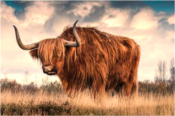 夢到了前女朋友有了我的孩子是啥意思_周公解夢官網