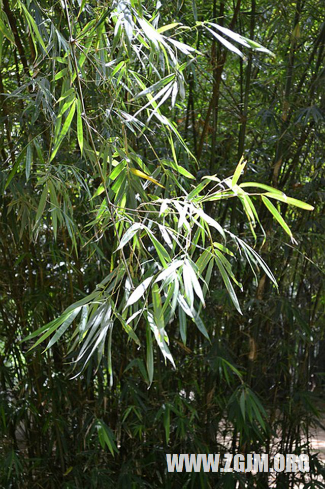 夢見天空打閃_周公解夢夢到天空打閃是什麼意思_做夢夢見天空打閃好不好_周公解夢官網