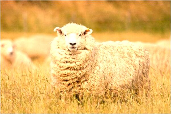 夢到了野蜂飛舞有什麼意義嗎_周公解夢官網