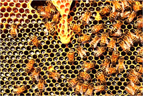 夢到我歷史專業很好是什麼預兆_周公解夢官網