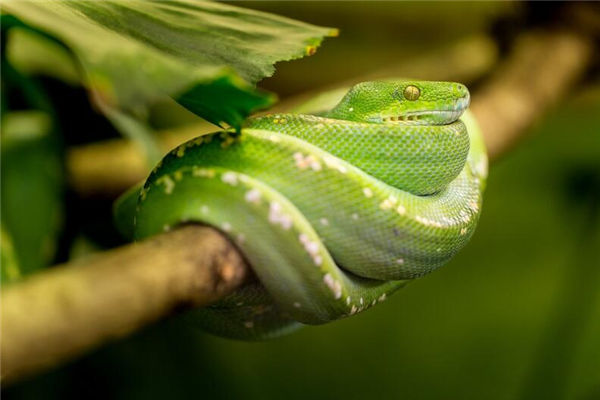 夢見蛇吃蛇是什麼意思_周公解夢