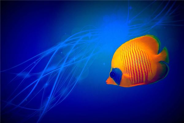 夢見小魚_周公解夢