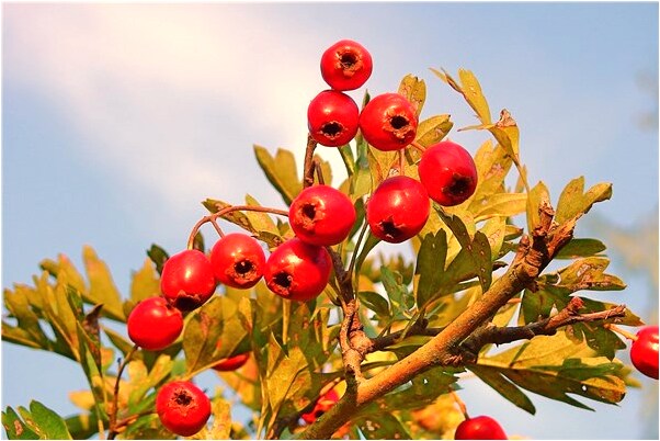夢到早餐豐盛會怎么樣_周公解夢官網