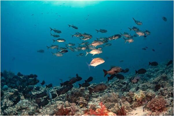 夢到了叔叔殺人怎么樣_周公解夢官網