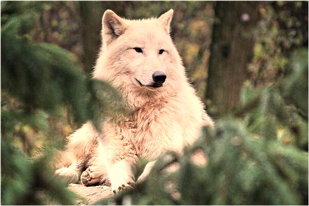 夢見自己得骨癌預示著什麼_周公解夢官網