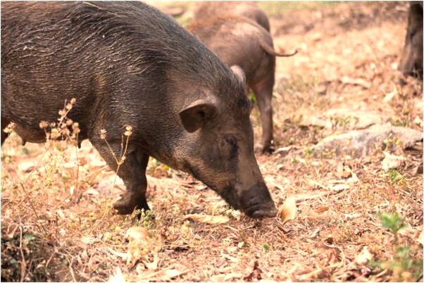 夢到了圈自家養的牛有什麼預兆_周公解夢官網