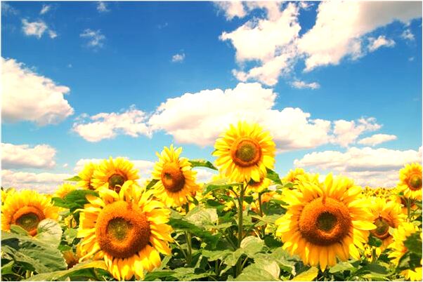 夢到別人和我搶寫字是啥預兆_周公解夢官網