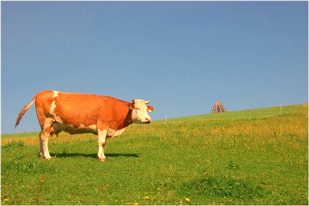 夢見笑著醒來是凶兆還是吉兆_周公解夢官網