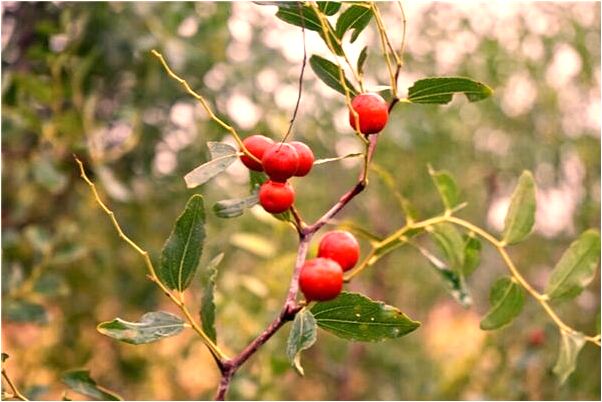 夢見母親背蛇意味著什麼_周公解夢官網