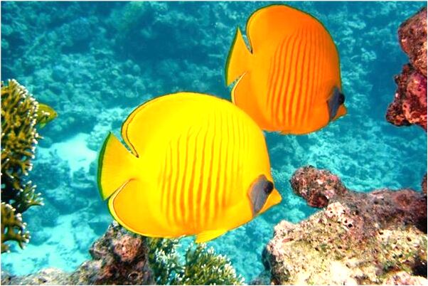 夢到和小時候的玩伴一起玩有什麼意義嗎_周公解夢官網