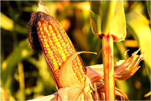 夢到了右手背腐爛流綠色的水是什麼預兆_周公解夢官網