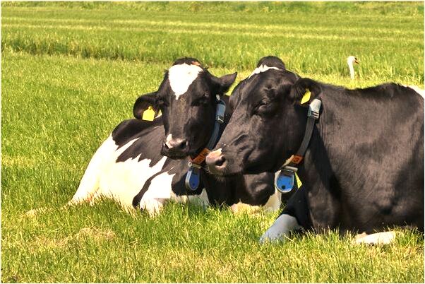 夢到了鄰居老太太去世會怎么樣_周公解夢官網