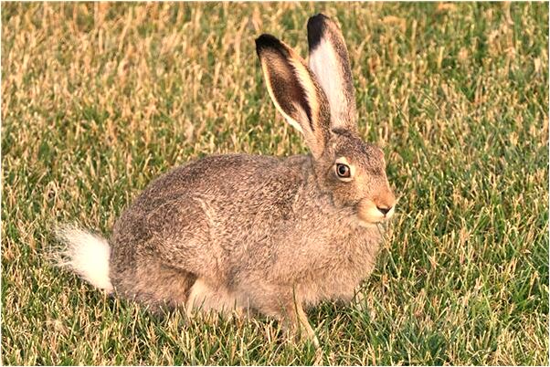 夢見剛出生的狗代表著什麼_周公解夢官網
