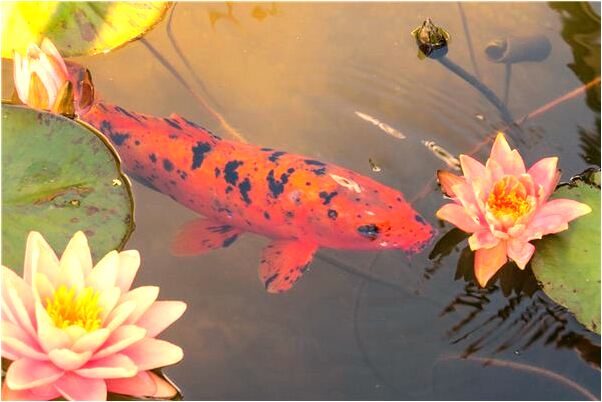 夢到為外甥拿卷子出考場求救意味著什麼_周公解夢官網