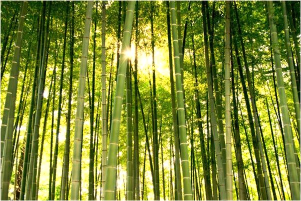 夢到了眼鏡蛇咬自己會是什麼預兆_周公解夢官網