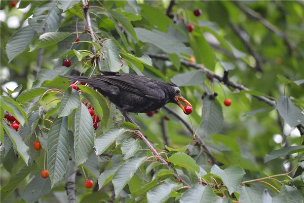 夢見偷吃的的預兆_周公解夢