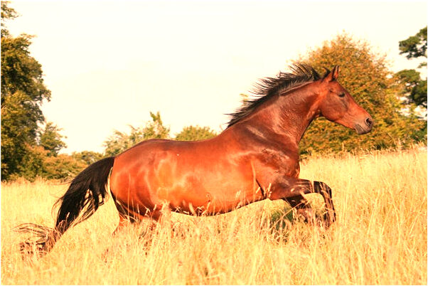 夢到佛台上有黃布是凶兆還是吉兆_周公解夢官網