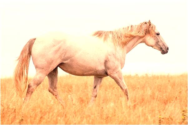 夢到大梨樹上掛滿了梨有什麼意思嗎_周公解夢官網