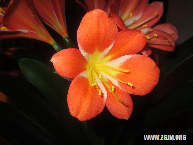 夢見牙齒全部掉了_周公解夢夢到牙齒全部掉了是什麼意思_做夢夢見牙齒全部掉了好不好_周公解夢官網