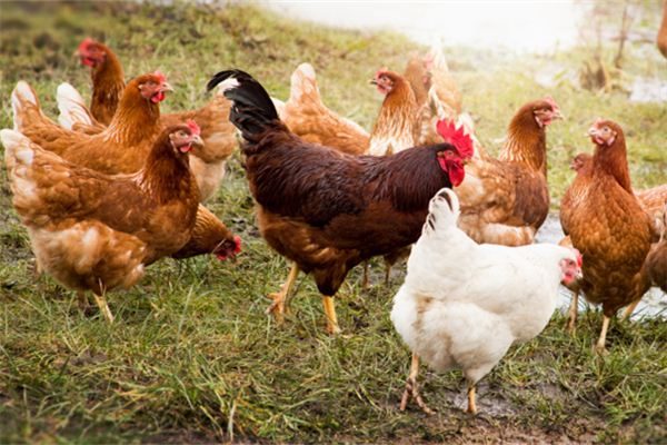 屬相雞的性格秉性_十二生肖