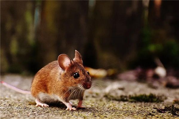 屬鼠男生的秉性_十二生肖