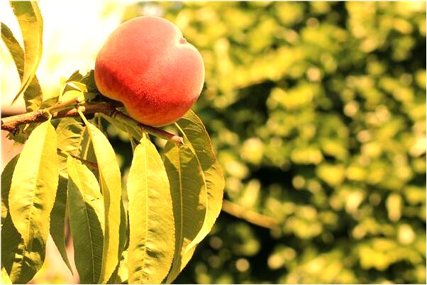 夢到有人用槍打爆汽車輪胎有什麼含義_周公解夢官網