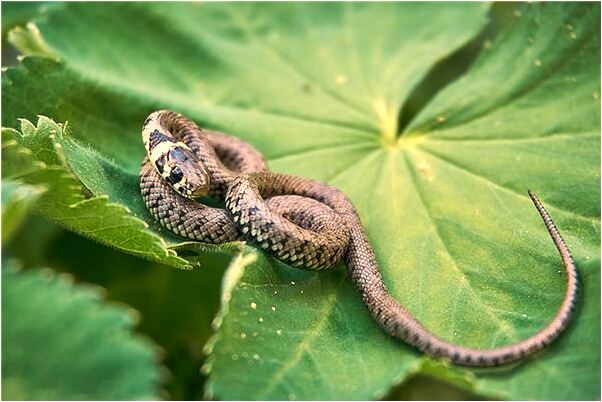 夢見夢裡吃狗肉是好的徵兆嗎_周公解夢官網