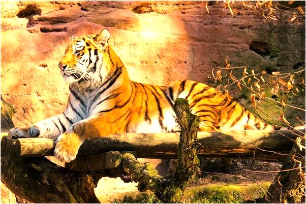 夢到了被蛇咬右腳有什麼說法_周公解夢官網