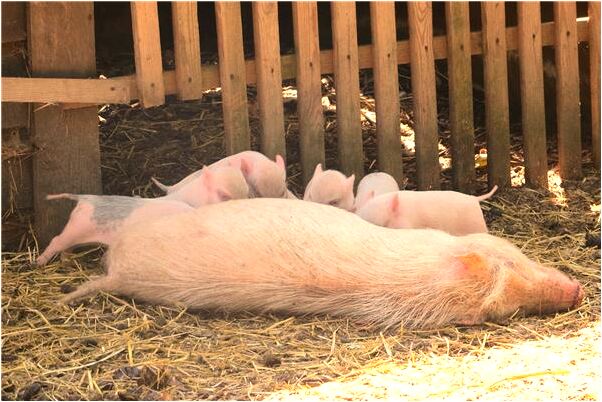 夢到暗戀的人打罵有什麼預示嗎_周公解夢官網