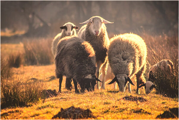夢到被大火洗禮後的樓房是什麼意思_周公解夢官網