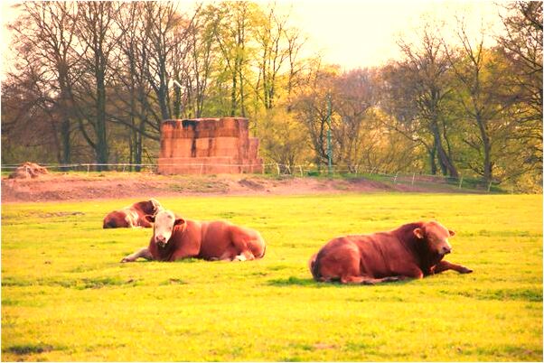 夢到只豬老在追著我來是什麼意思？_周公解夢官網