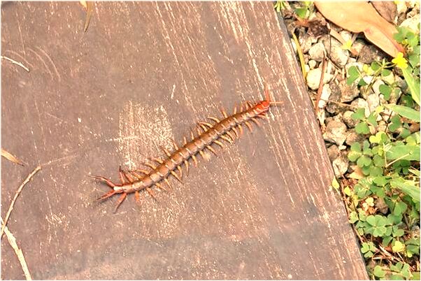 夢見自己被割斷喉嚨怎么樣_周公解夢官網