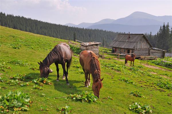1966年每月運勢_十二生肖