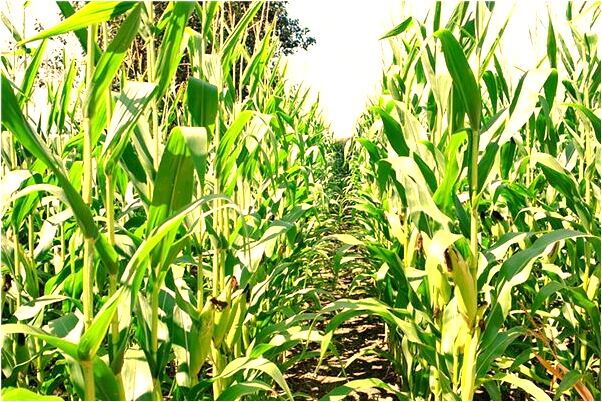 夢到了老公我生了女孩是好事還是壞事_周公解夢官網