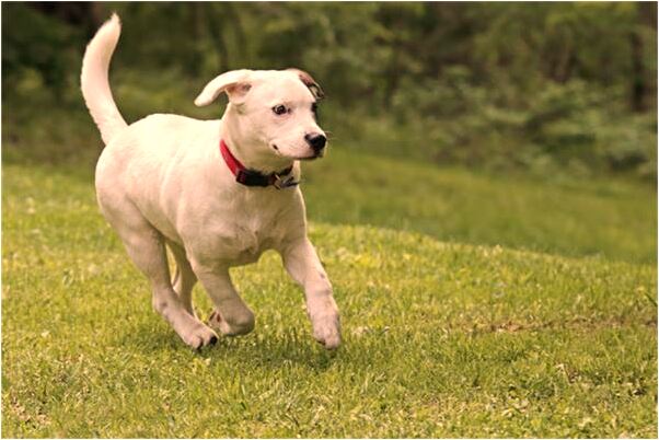 夢到左邊脖子上長了以脖子疙瘩是凶兆還是吉兆_周公解夢官網