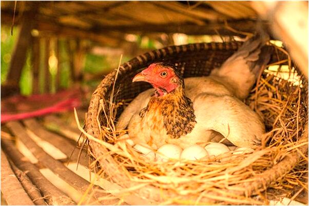 夢到老虎咬親戚預示了什麼_周公解夢官網