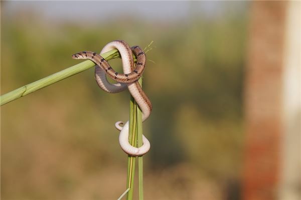 夢見床上有蛇_周公解夢