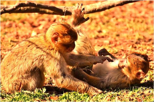 夢見寶寶毛衣織法是凶兆還是吉兆_周公解夢官網