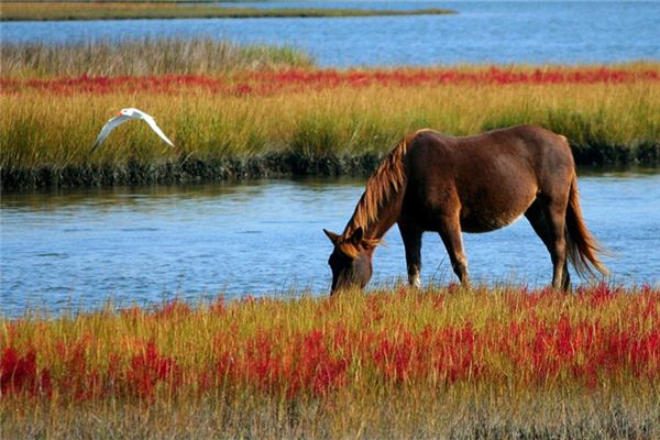 1966年屬什麼，命運如何？_十二生肖