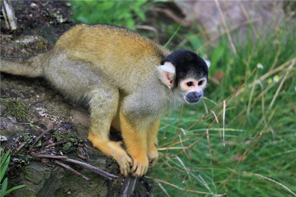 屬猴女哪時辰出生好_十二生肖