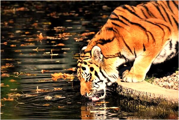 夢見買烏龜有什麼徵兆_周公解夢官網