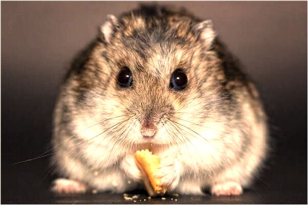 夢到同行生意比我好有什麼意義嗎_周公解夢官網