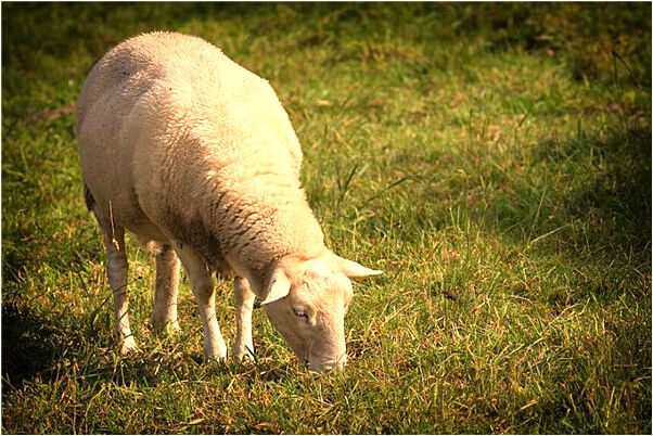 夢見老婆打了大嫂有什麼說法_周公解夢官網