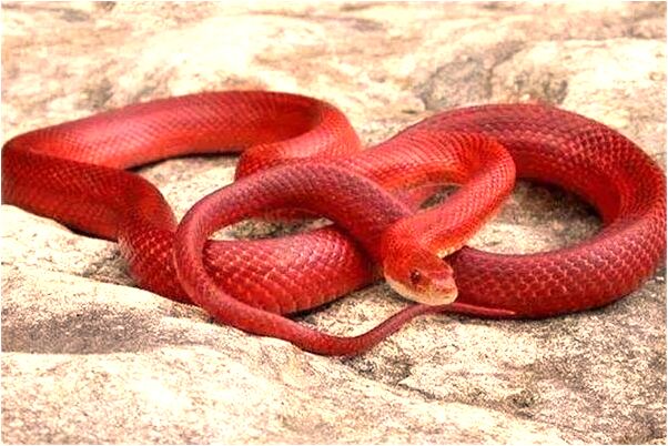 夢到了幫別人情侶打雨傘怎么說_周公解夢官網