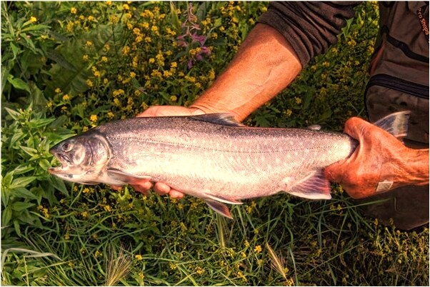 夢到自己的孩子結婚怎么樣_周公解夢官網